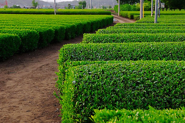 포토 JPG 주간 농업 풍경 사람없음 야외 농사 일본 녹차밭 차밭 국내포토 자연요소 산업 아시아 밭 녹차 파일형식