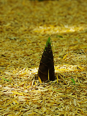 포토 JPG 주간 낙엽 자연 사람없음 야외 일본 땅 대나무 죽순 국내포토 자연요소 나무 아시아 잎 생태계 파일형식