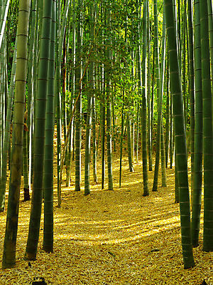 포토 JPG 주간 낙엽 자연 여러그루 풍경 사람없음 야외 일본 숲 대나무 대나무숲 국내포토 자연요소 나무 아시아 다수 잎 생태계 파일형식