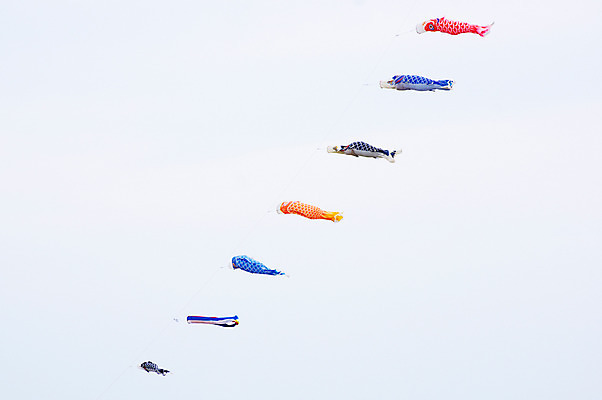 포토 JPG 주간 하늘 날리기 풍경 사람없음 야외 일본 일본전통 고이노보리 국내포토 자연요소 전통 아시아 모션 깃발 파일형식