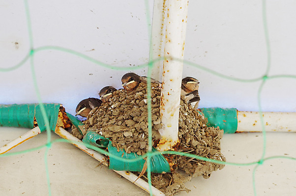 포토 JPG 주간 여러마리 조류 풍경 사람없음 야외 일본 그물 둥지 제비 국내포토 자연요소 동물 아시아 다수 파일형식