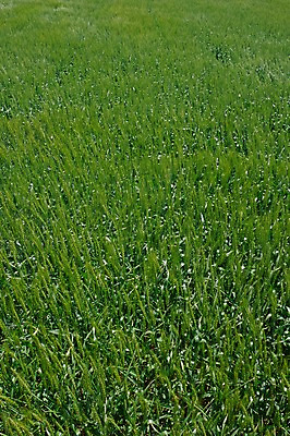 포토 JPG 주간 농업 풍경 사람없음 야외 농사 일본 밀 보리 보리밭 밀밭 국내포토 자연요소 산업 아시아 밭 곡류 파일형식