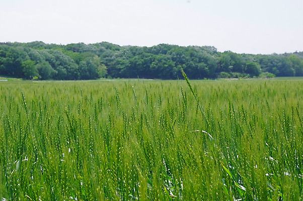 포토 JPG 주간 농업 풍경 사람없음 야외 농사 일본 밀 보리 보리밭 밀밭 국내포토 자연요소 산업 아시아 밭 곡류 파일형식
