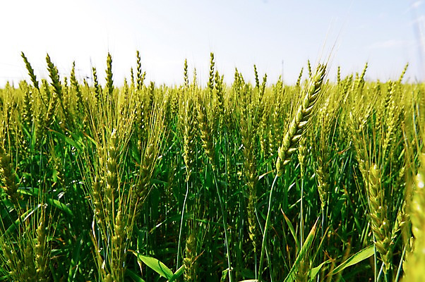 포토 JPG 주간 농업 풍경 사람없음 야외 농사 일본 밀 보리 보리밭 밀밭 국내포토 자연요소 산업 아시아 밭 곡류 파일형식
