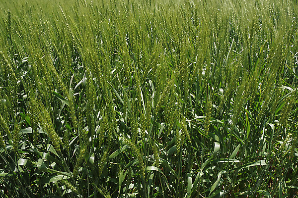 포토 JPG 주간 농업 풍경 사람없음 야외 농사 일본 밀 보리 보리밭 밀밭 국내포토 자연요소 산업 아시아 밭 곡류 파일형식