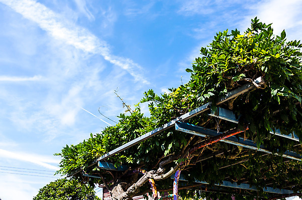 포토 JPG 주간 구름 공원 하늘 풍경 사람없음 야외 일본 정자 국내포토 자연요소 건축물 공공시설 아시아 파일형식