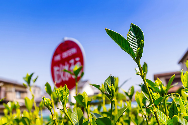포토 JPG 주간 식물 풍경 사람없음 야외 아웃포커스 일본 표지판 국내포토 자연요소 아시아 알림판 촬영기법 파일형식