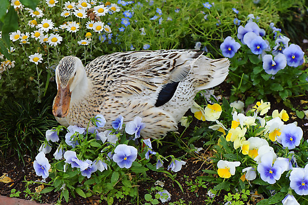포토 JPG 주간 식물 동물 한마리 꽃 여러송이 꽃밭 오리 사람없음 야외 파란색 노란색 일본 흰색 국내포토 자연요소 1 아시아 컬러 다수 조류 파일형식
