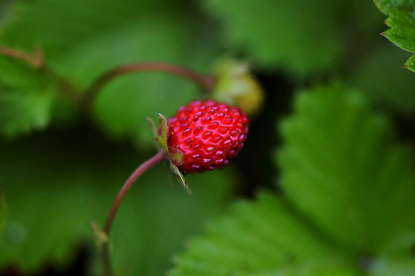 포토 JPG 주간 식물 열매 줄기 사람없음 야외 아웃포커스 빨간색 국내포토 자연요소 컬러 촬영기법 파일형식