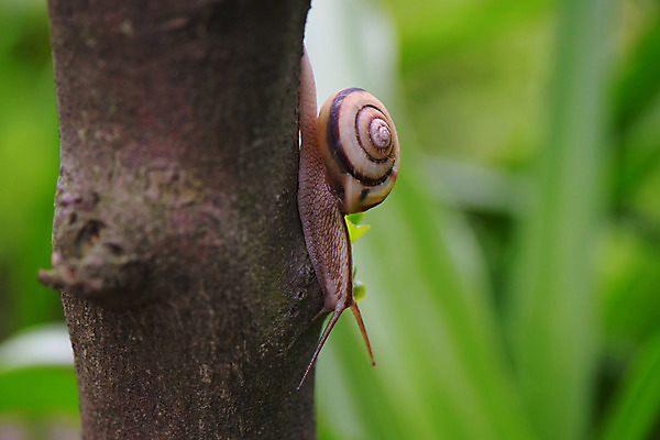 포토 JPG 나무 식물 동물 한마리 사람없음 달팽이 나무기둥 국내포토 1 연체동물 파일형식