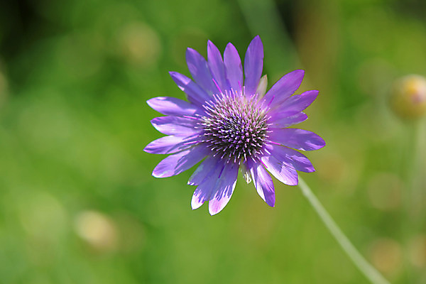 포토 JPG 식물 꽃 한송이 사람없음 보라색 국내포토 1 컬러 송이 파일형식