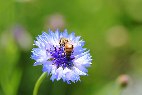 포토 JPG 식물 동물 한마리 꽃 한송이 사람없음 아웃포커스 파란색 꿀벌 벌 국내포토 1 컬러 곤충 촬영기법 벌_곤충 송이 파일형식