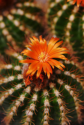 포토 JPG 주간 식물 꽃 한송이 선인장 사람없음 야외 주황색 가시 선인장꽃 다육식물 트로피컬아트 국내포토 자연요소 1 컬러 그림 송이 파일형식