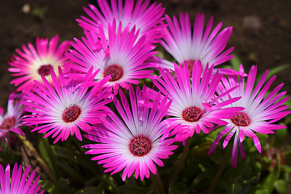 포토 JPG 식물 꽃 분홍색 여러송이 사람없음 일본 치바 국내포토 아시아 컬러 다수 파일형식