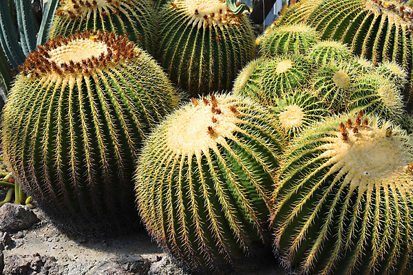 포토 JPG 식물 선인장 사람없음 일본 꽃봉오리 다육식물 치바 트로피컬아트 국내포토 꽃 아시아 그림 파일형식