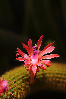 포토 JPG 식물 꽃 한송이 선인장 사람없음 빨간색 일본 선인장꽃 다육식물 치바 트로피컬아트 국내포토 1 아시아 컬러 그림 송이 파일형식