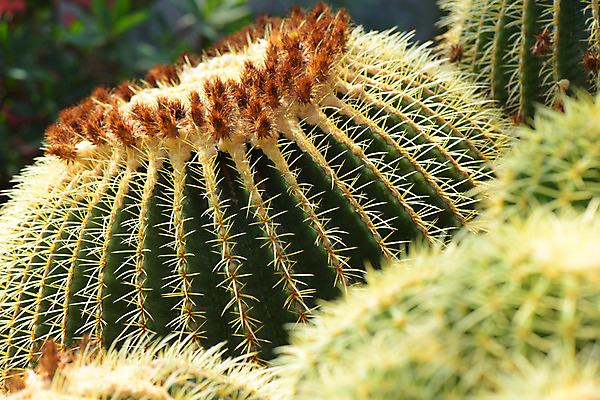 포토 JPG 식물 선인장 사람없음 일본 가시 꽃봉오리 다육식물 치바 트로피컬아트 국내포토 꽃 아시아 그림 파일형식