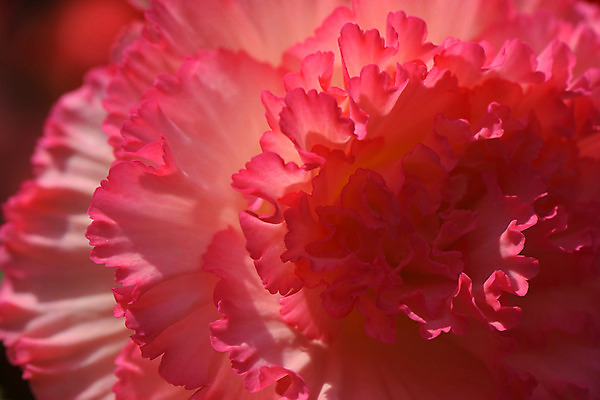포토 JPG 식물 백그라운드 한송이 근접촬영 사람없음 빨간색 일본 카네이션 치바 국내포토 1 꽃 아시아 뷰포인트 컬러 송이 파일형식