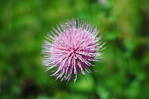 포토 JPG 식물 꽃 분홍색 한송이 사람없음 일본 엉겅퀴 치바 국내포토 1 아시아 컬러 송이 파일형식