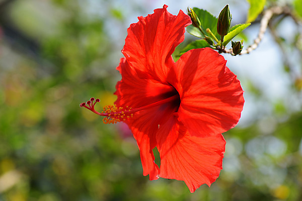 포토 JPG 주간 식물 꽃 한송이 사람없음 야외 빨간색 일본 꽃술_꽃 히비스커스 치바 국내포토 자연요소 1 아시아 컬러 송이 파일형식