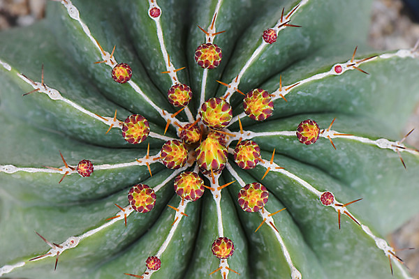 포토 JPG 식물 선인장 사람없음 일본 가시 꽃봉오리 다육식물 치바 트로피컬아트 국내포토 꽃 아시아 그림 파일형식