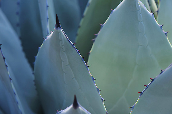 포토 JPG 식물 잎 선인장 사람없음 일본 가시 다육식물 치바 트로피컬아트 국내포토 아시아 그림 파일형식