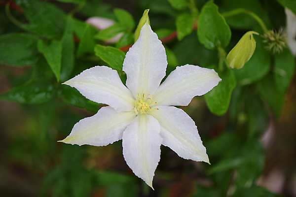포토 JPG 식물 꽃 한송이 사람없음 흰색 클레머티스 국내포토 1 컬러 송이 파일형식