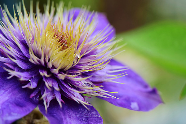 포토 JPG 식물 꽃 한송이 사람없음 보라색 클레머티스 국내포토 1 컬러 송이 파일형식