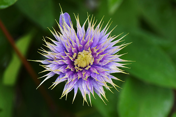 포토 JPG 식물 꽃 한송이 사람없음 보라색 클레머티스 국내포토 1 컬러 송이 파일형식