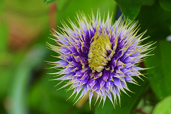 포토 JPG 식물 꽃 한송이 사람없음 보라색 클레머티스 국내포토 1 컬러 송이 파일형식