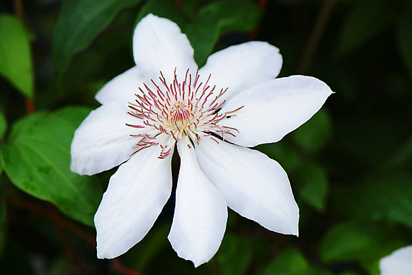 포토 JPG 식물 꽃 한송이 사람없음 흰색 클레머티스 국내포토 1 컬러 송이 파일형식