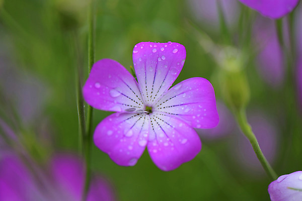 포토 JPG 식물 분홍색 한송이 사람없음 아웃포커스 물방울 이슬 선옹초 국내포토 1 꽃 컬러 촬영기법 송이 파일형식