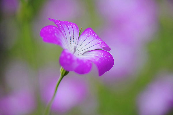 포토 JPG 식물 분홍색 한송이 사람없음 아웃포커스 물방울 이슬 선옹초 국내포토 1 꽃 컬러 촬영기법 송이 파일형식