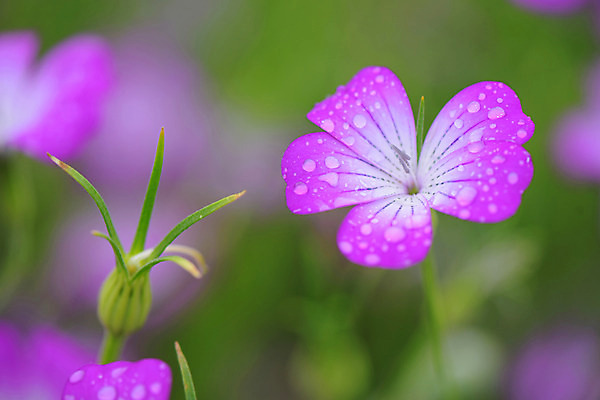 포토 JPG 식물 분홍색 한송이 사람없음 아웃포커스 물방울 이슬 선옹초 국내포토 1 꽃 컬러 촬영기법 송이 파일형식