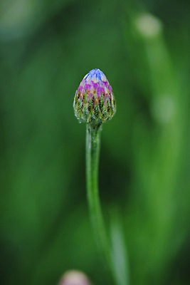 포토 JPG 식물 꽃 줄기 한송이 국화 사람없음 꽃봉오리 수레국화 국내포토 1 송이 파일형식