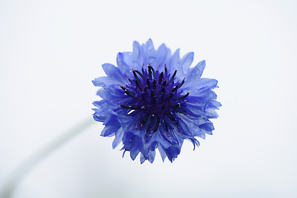 포토 JPG 식물 꽃 한송이 국화 사람없음 파란색 수레국화 국내포토 1 컬러 송이 파일형식