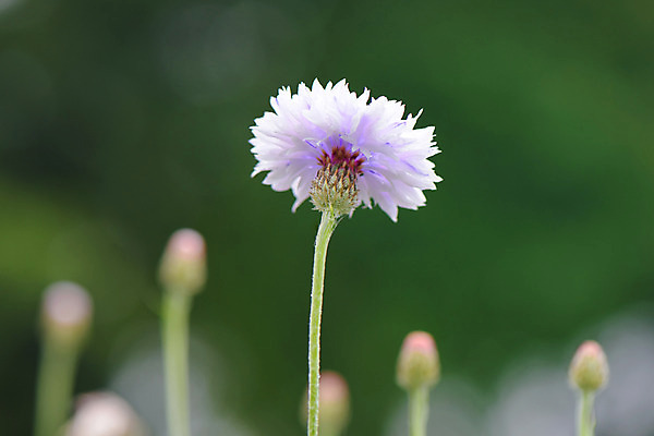 포토 JPG 식물 꽃 한송이 국화 사람없음 보라색 흰색 수레국화 국내포토 1 컬러 송이 파일형식