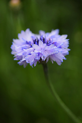 포토 JPG 식물 꽃 한송이 국화 사람없음 보라색 물방울 이슬 수레국화 국내포토 1 컬러 송이 파일형식