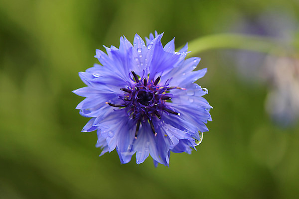 포토 JPG 식물 꽃 한송이 국화 사람없음 보라색 물방울 이슬 수레국화 국내포토 1 컬러 송이 파일형식