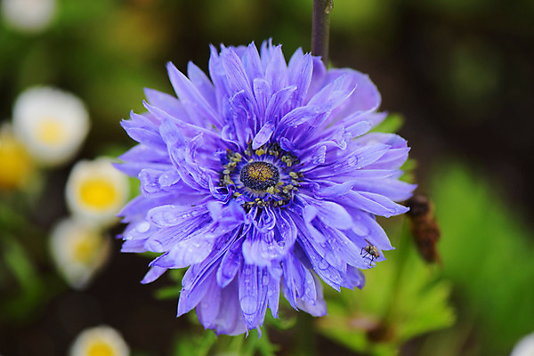 포토 JPG 식물 꽃 한송이 국화 사람없음 보라색 물방울 이슬 수레국화 국내포토 1 컬러 송이 파일형식