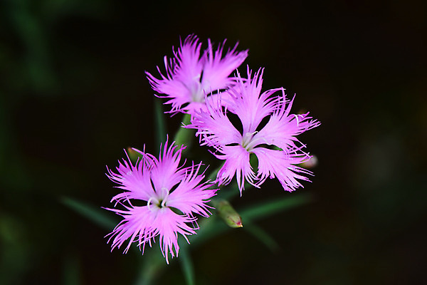 포토 JPG 식물 꽃 분홍색 사람없음 세송이 패랭이꽃 국내포토 컬러 3 파일형식