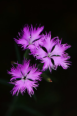 포토 JPG 식물 꽃 분홍색 사람없음 세송이 패랭이꽃 국내포토 컬러 3 파일형식