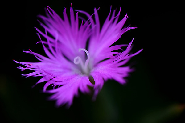 포토 JPG 식물 꽃 분홍색 한송이 사람없음 패랭이꽃 국내포토 1 컬러 송이 파일형식