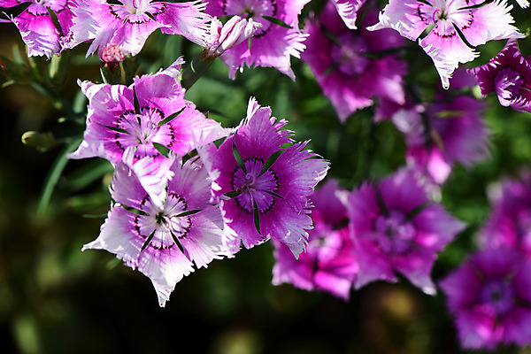 포토 JPG 주간 식물 꽃 분홍색 여러송이 사람없음 야외 패랭이꽃 국내포토 자연요소 컬러 다수 파일형식