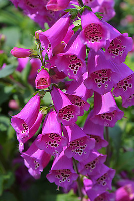 포토 JPG 식물 꽃 분홍색 여러송이 사람없음 디기탈리스 국내포토 컬러 다수 파일형식