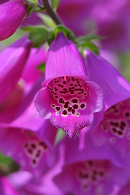포토 JPG 식물 꽃 분홍색 여러송이 사람없음 디기탈리스 국내포토 컬러 다수 파일형식