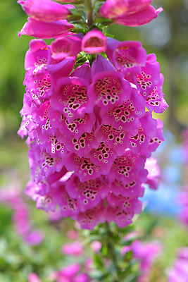 포토 JPG 식물 꽃 분홍색 여러송이 사람없음 디기탈리스 국내포토 컬러 다수 파일형식