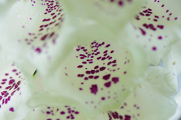 포토 JPG 식물 꽃 여러송이 사람없음 흰색 디기탈리스 국내포토 컬러 다수 파일형식