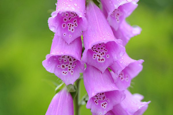 포토 JPG 식물 꽃 분홍색 여러송이 사람없음 디기탈리스 국내포토 컬러 다수 파일형식