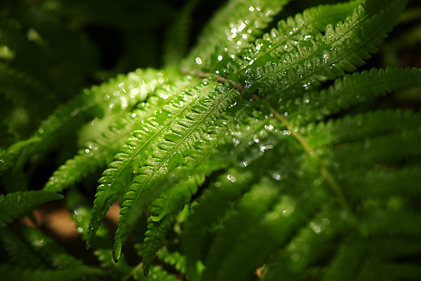 포토 JPG 주간 식물 잎 사람없음 야외 초록색 물방울 이슬 양치류 양치식물 국내포토 자연요소 컬러 파일형식